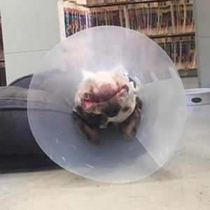 Meet your Posher, Darrell